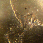 Mikrokopia-orme-ormus