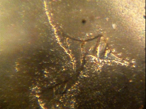 ORME ormus analiza mikroskopijna