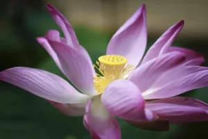 kwiat-lotosu-buddyzm