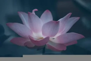 symbol-kwiatu-lotosu