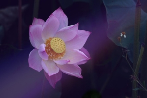 znaczenie-kwiatu-lotosu